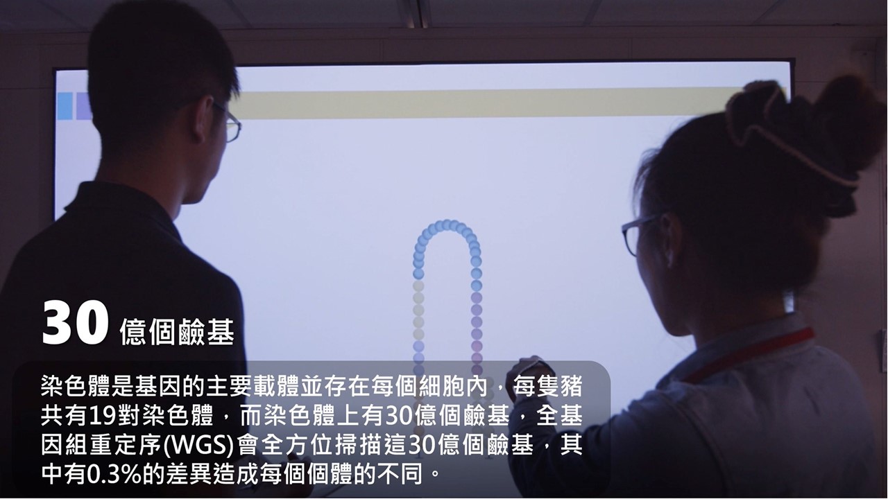 小知識(2) 30億個鹼基:染色體是基因的主要載體並存在每個細胞內,每隻豬共有19對染色體,染色體上有30億個鹼基,全基因組重序(WGS)會全方位掃描這30億個鹼基 小知識(2) 30億個鹼基:染色體是基因的主要載體並存在每個細胞內,每隻豬共有19對染色體,染色體上有30億個鹼基,全基因組重序(WGS)會全方位掃描這30億個鹼基
