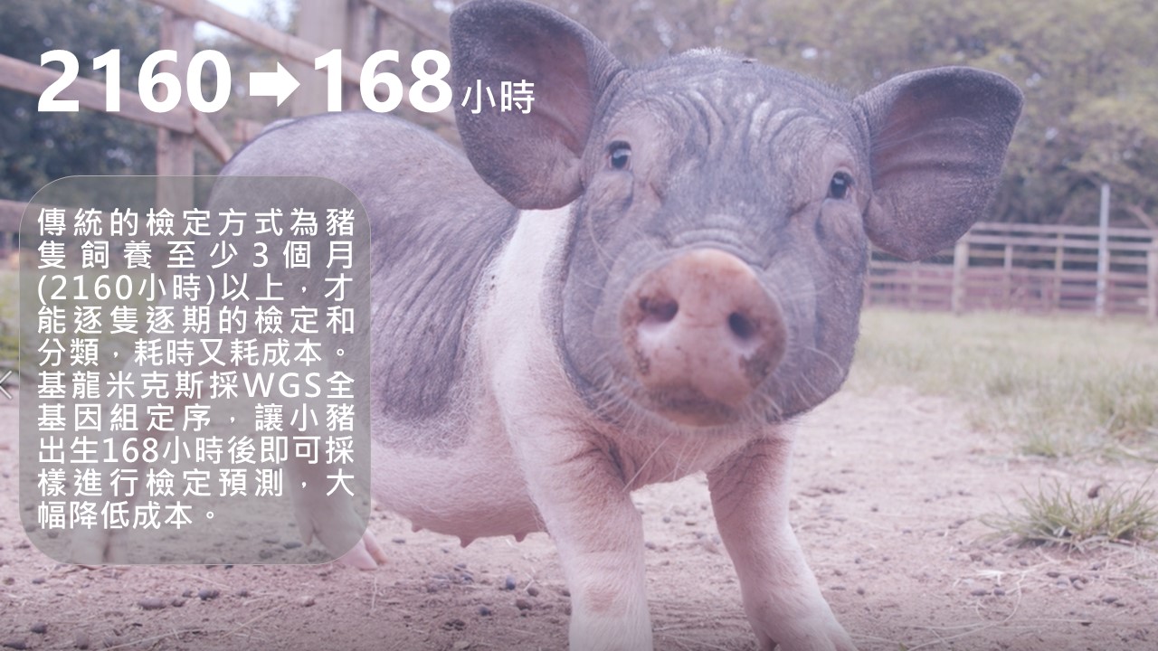 小知識(1) 168小時:傳統的檢定方式為豬隻飼養至少3個月(2160小時)以上,才能逐隻逐期的檢定和分類,耗時又耗成本。基龍米克斯採WGS全基因組定序,可大幅降低成本 小知識(1) 168小時:傳統的檢定方式為豬隻飼養至少3個月(2160小時)以上,才能逐隻逐期的檢定和分類,耗時又耗成本。基龍米克斯採WGS全基因組定序,可大幅降低成本