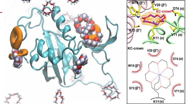 Crowning Protein – Using Crown Ether to Control the Surface Characteristics of Protein