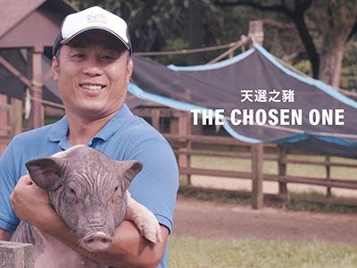 電腦也會選豬仔 The Chosen One
